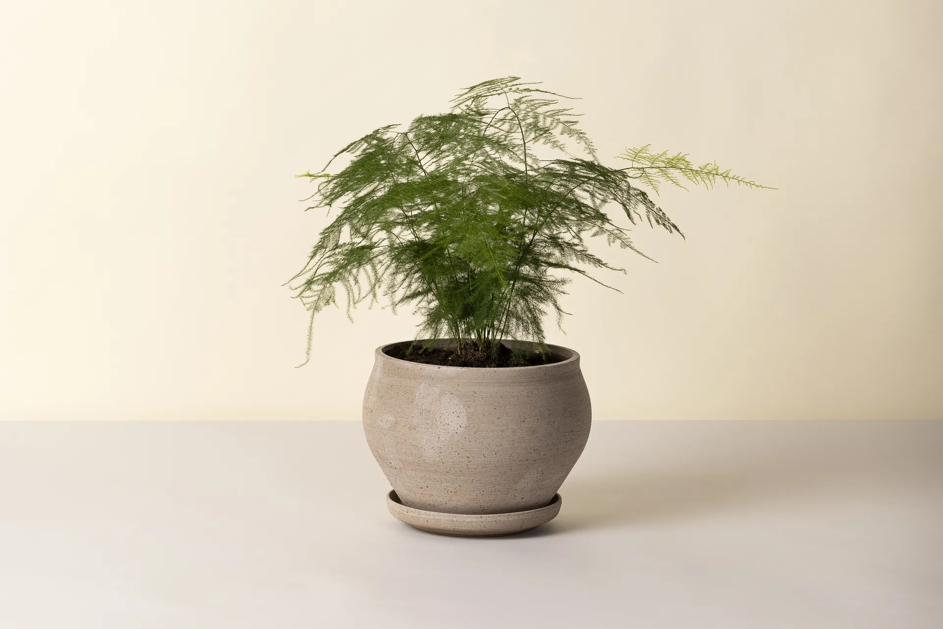 Delphi Topf mit Untersetzer 2-teilig, Grey, Ø24 cm, niedrig Bergs Potter