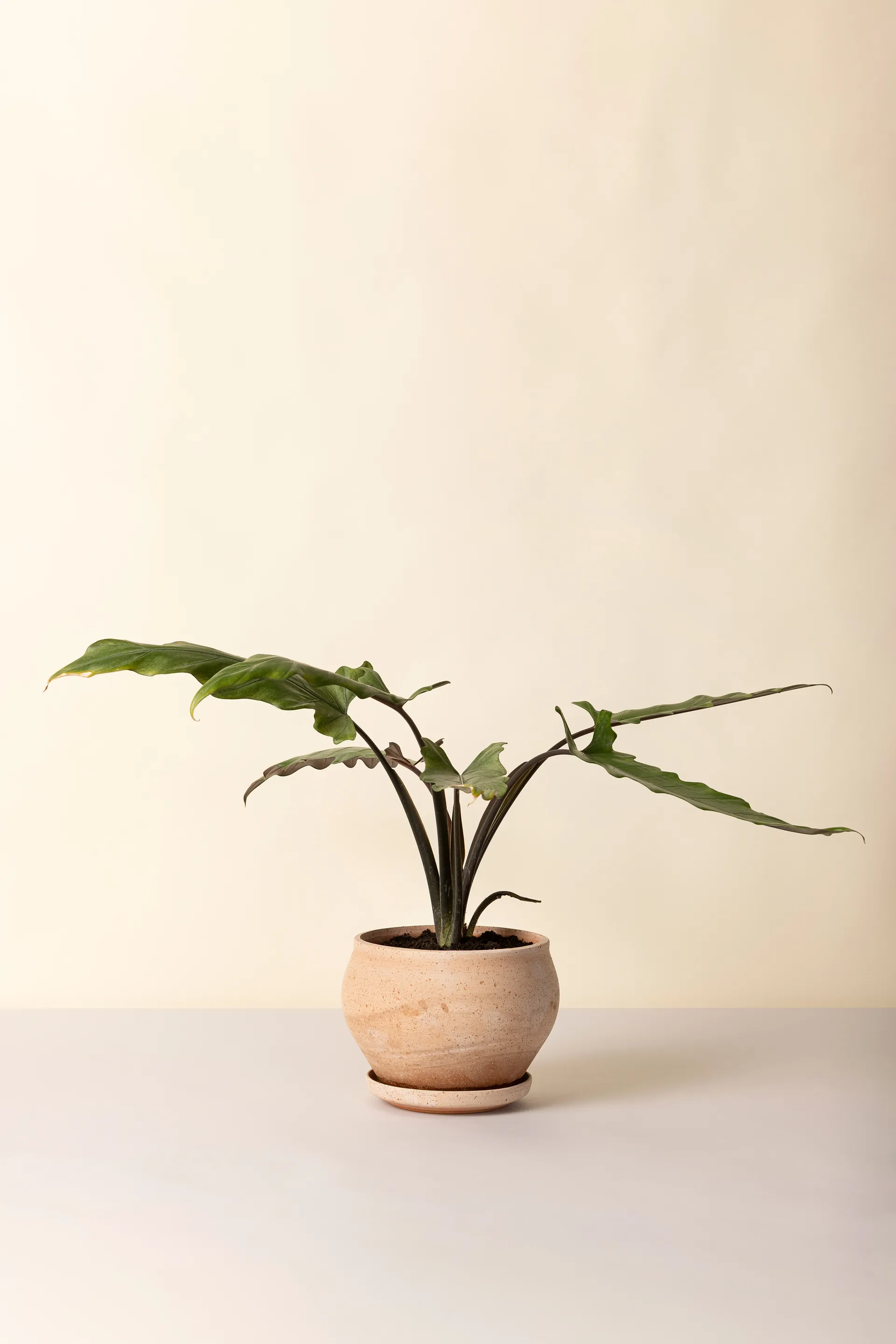 Delphi Topf mit Untersetzer 2-teilig, Rosa, Ø24 cm, niedrig Bergs Potter