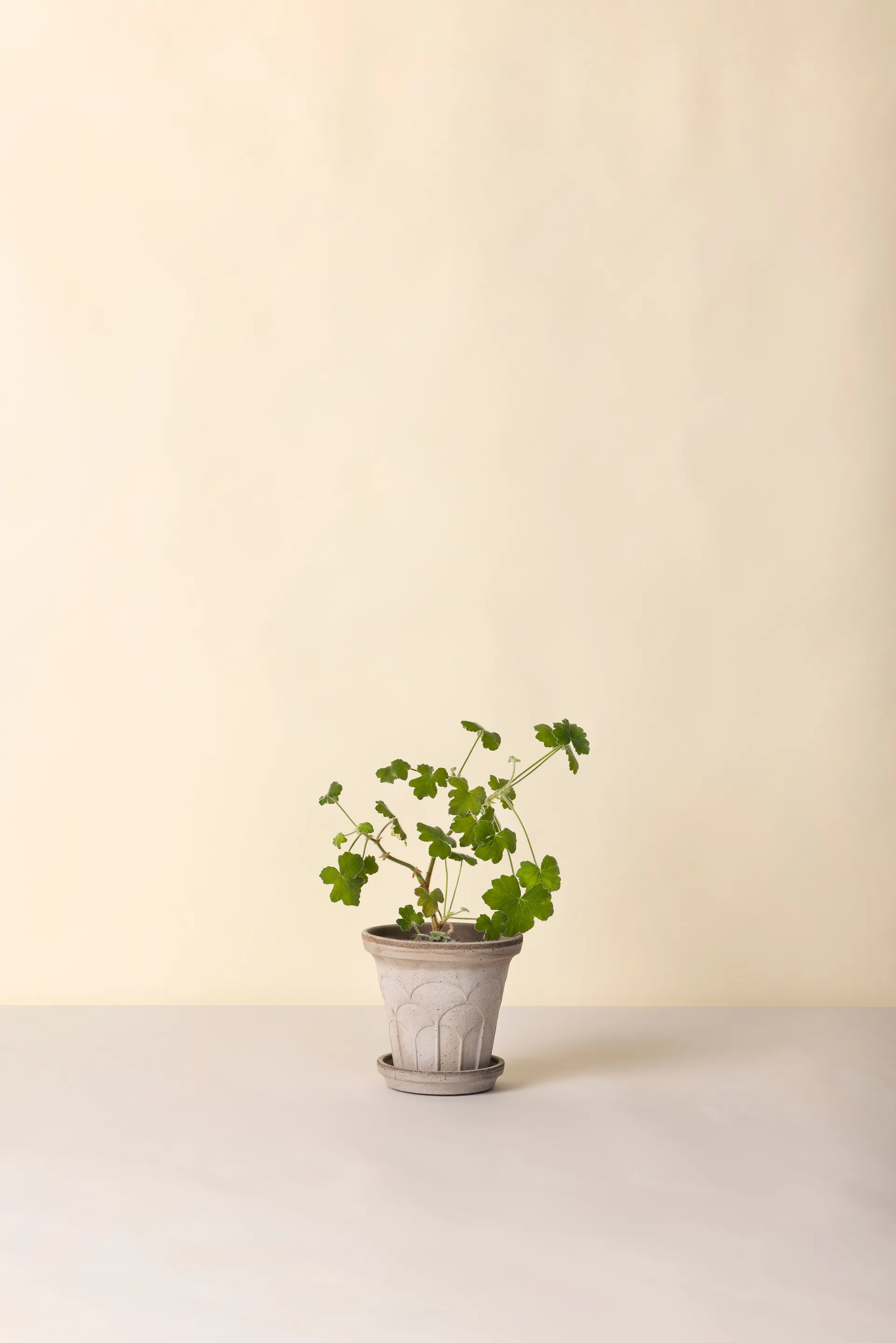 Fleur Übertopf mit Untersetzer 2-teilig, Grey, Ø16 cm Bergs Potter