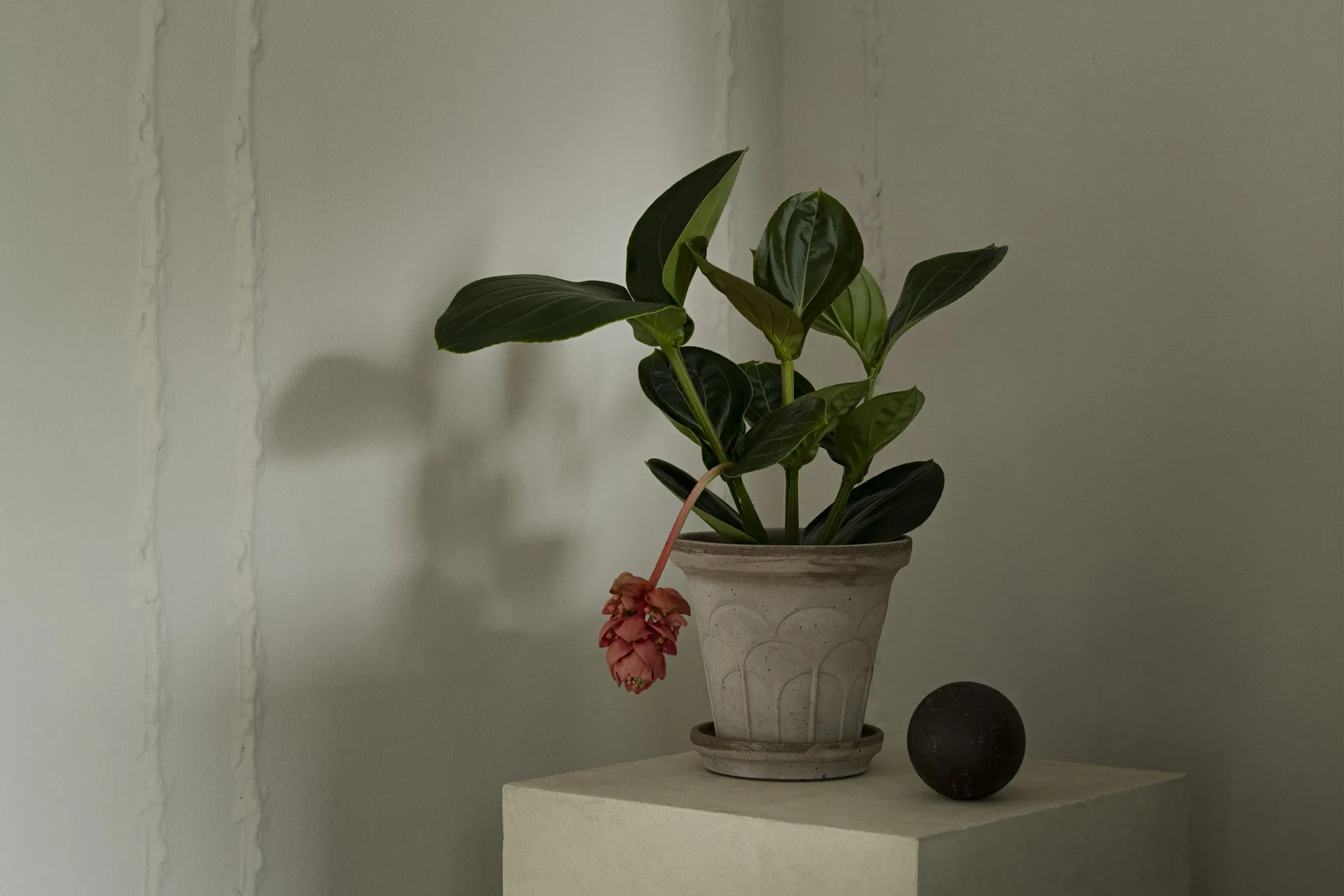 Fleur Übertopf mit Untersetzer 2-teilig, Grey, Ø18 cm Bergs Potter