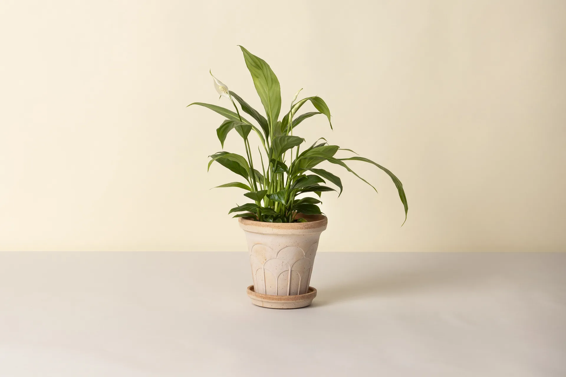 Fleur Übertopf mit Untersetzer 2-teilig, Rosa, Ø16 cm Bergs Potter