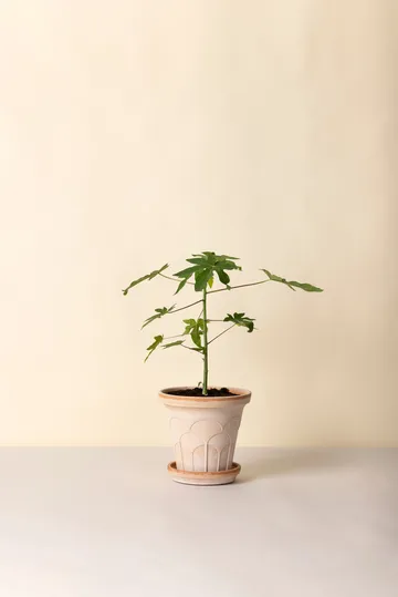 Fleur Übertopf mit Untersetzer 2-teilig - Rosa, Ø21 cm - Bergs Potter