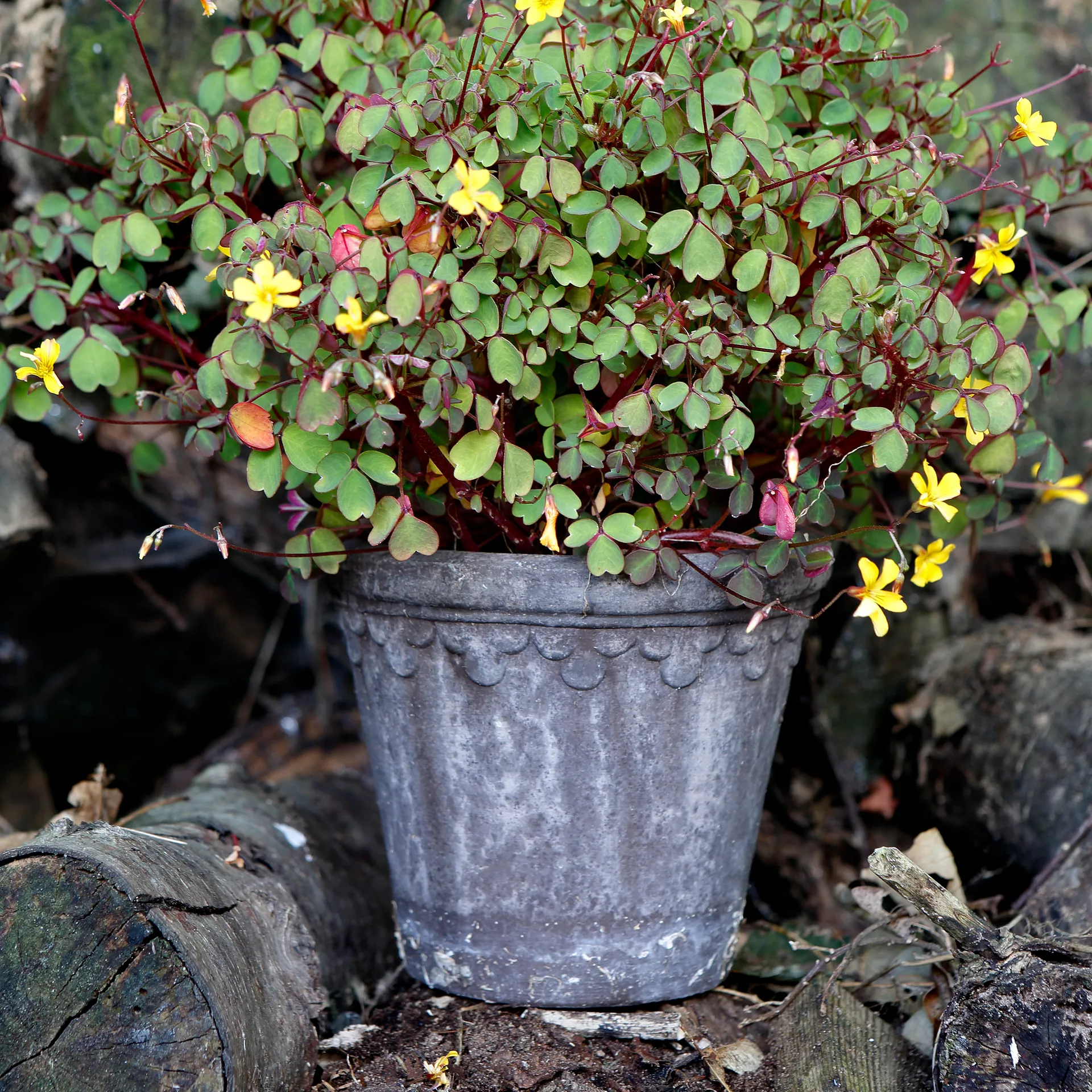 Københavner Blumentopf Ø16cm, Grau Bergs Potter