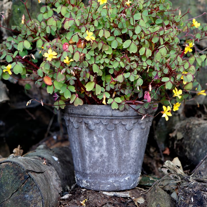 Københavner Blumentopf Ø16cm, Grau Bergs Potter