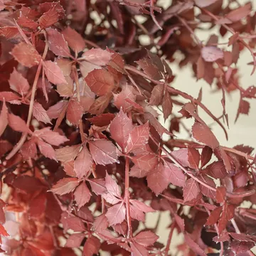 Burgundy Maple Branch Kunstblumenstrauß - 107 cm, 4 Stk. - Botané
