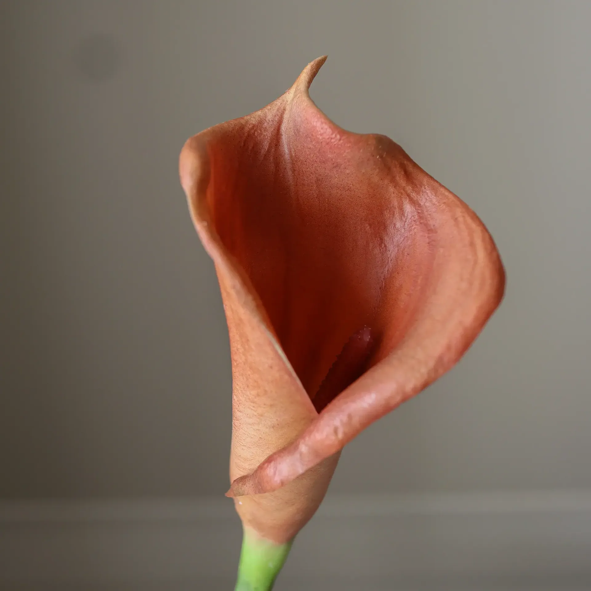 Calla-Lilien Kunstblumenstrauß, Braun, 62 cm, 8 St. Botané