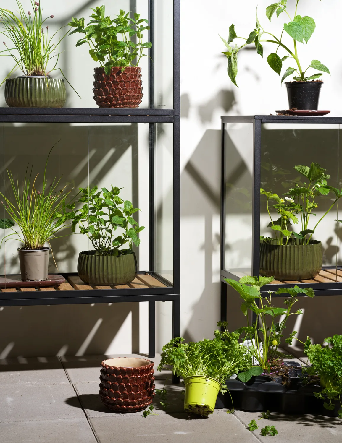 Grower Greens Pflanzenschrank, Schwarz, 81x137 cm Brafab