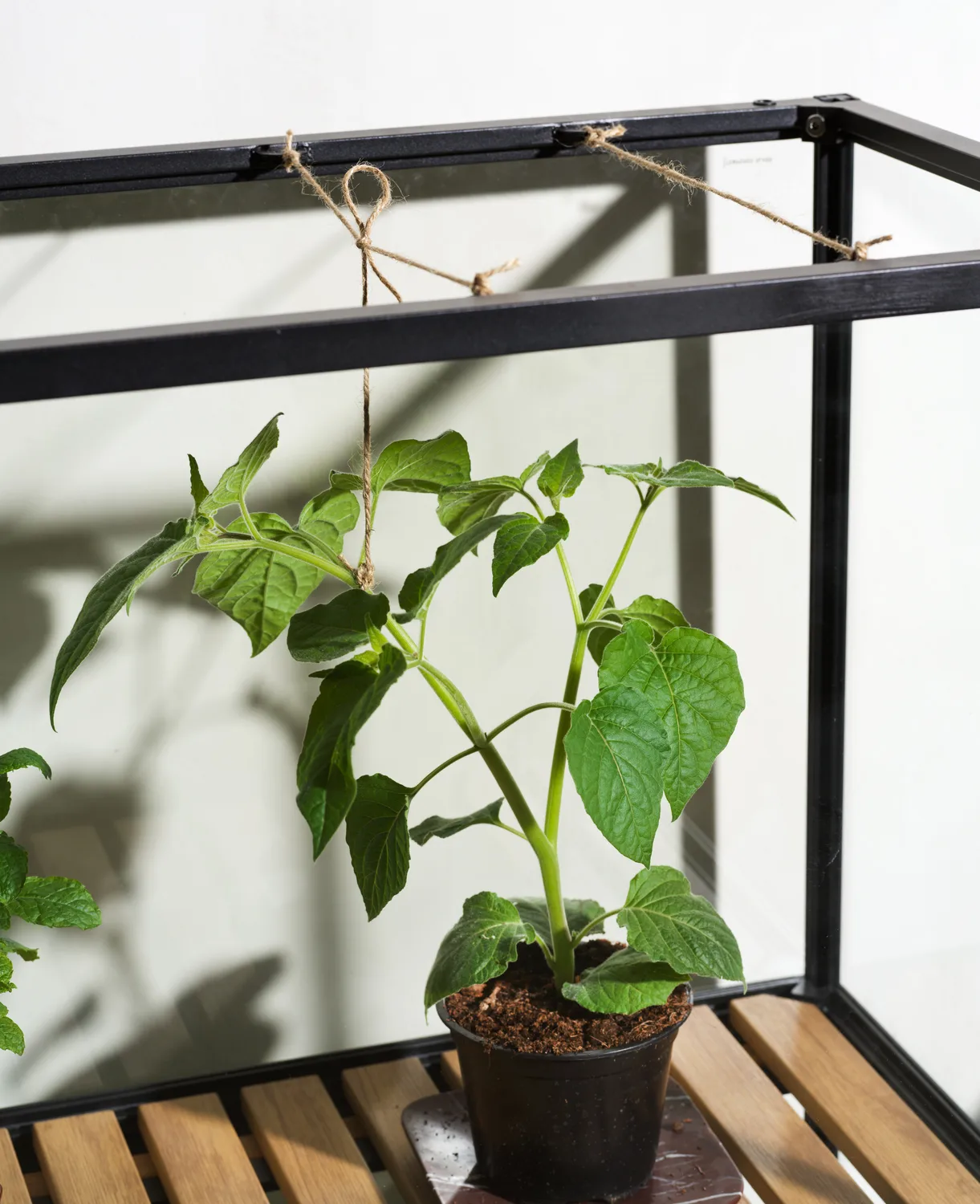 Grower Greens Pflanzenschrank, Schwarz, 81x137 cm Brafab