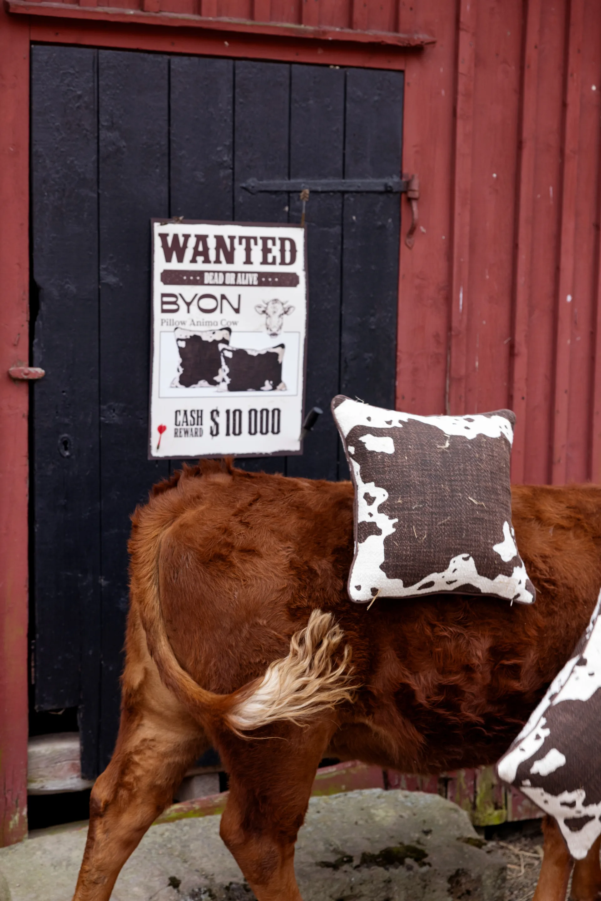 Anima Kissen M 50x50 cm, Kuh Byon