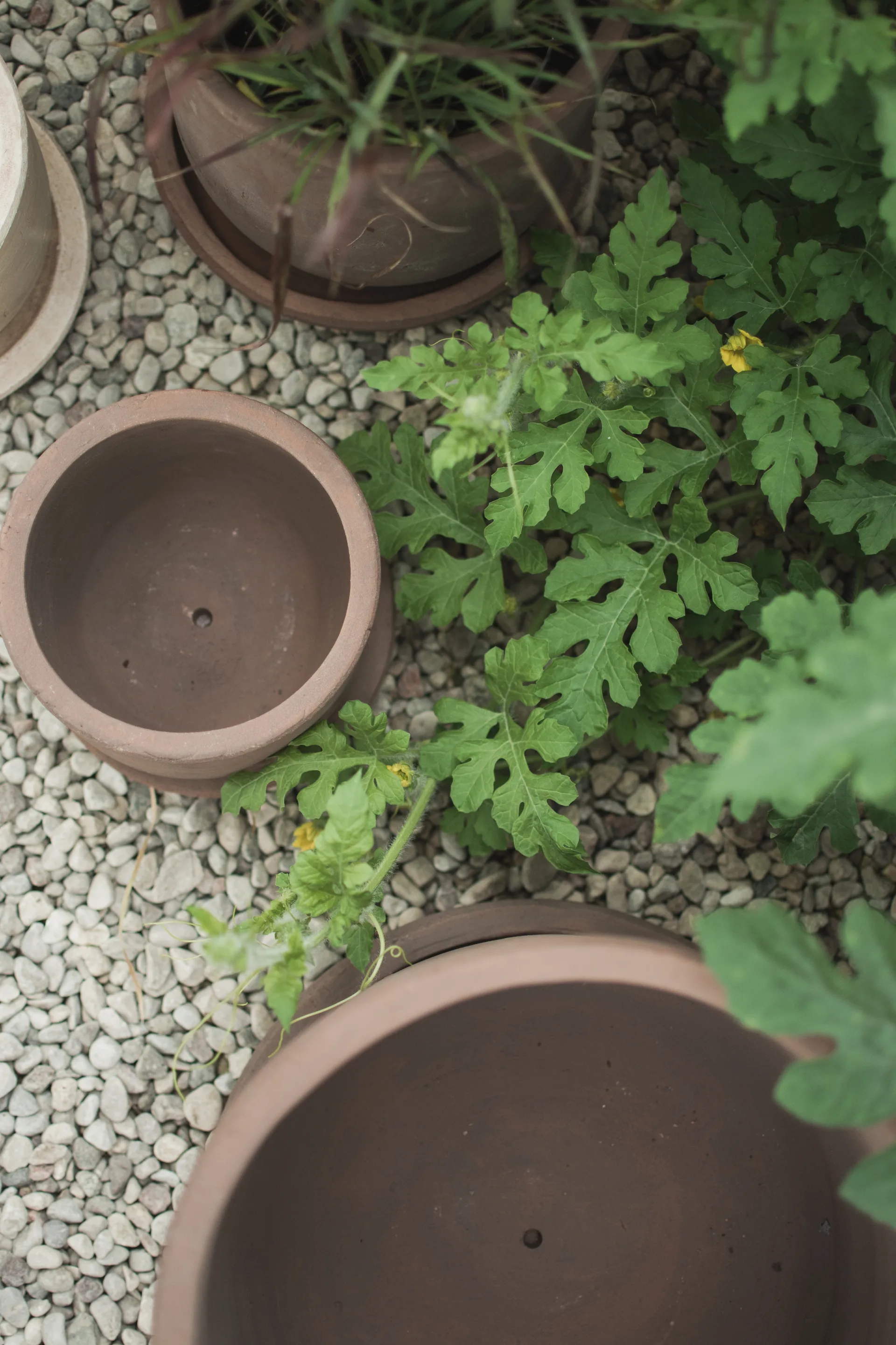 Terra Blumentopf, Brown, Ø33x36 cm DBKD