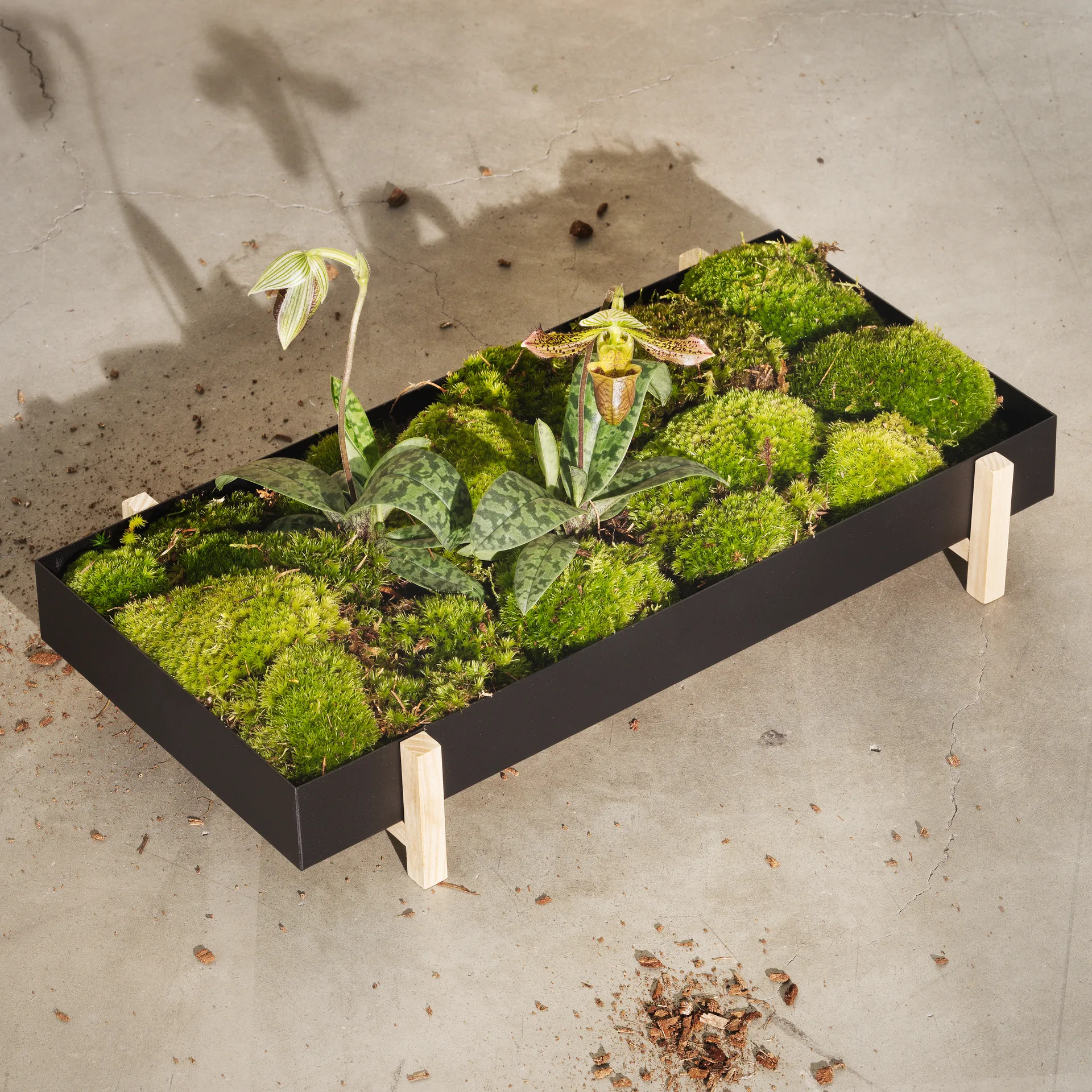 Botanic Flower Tray Blumenschale, Schwarz Design House Stockholm