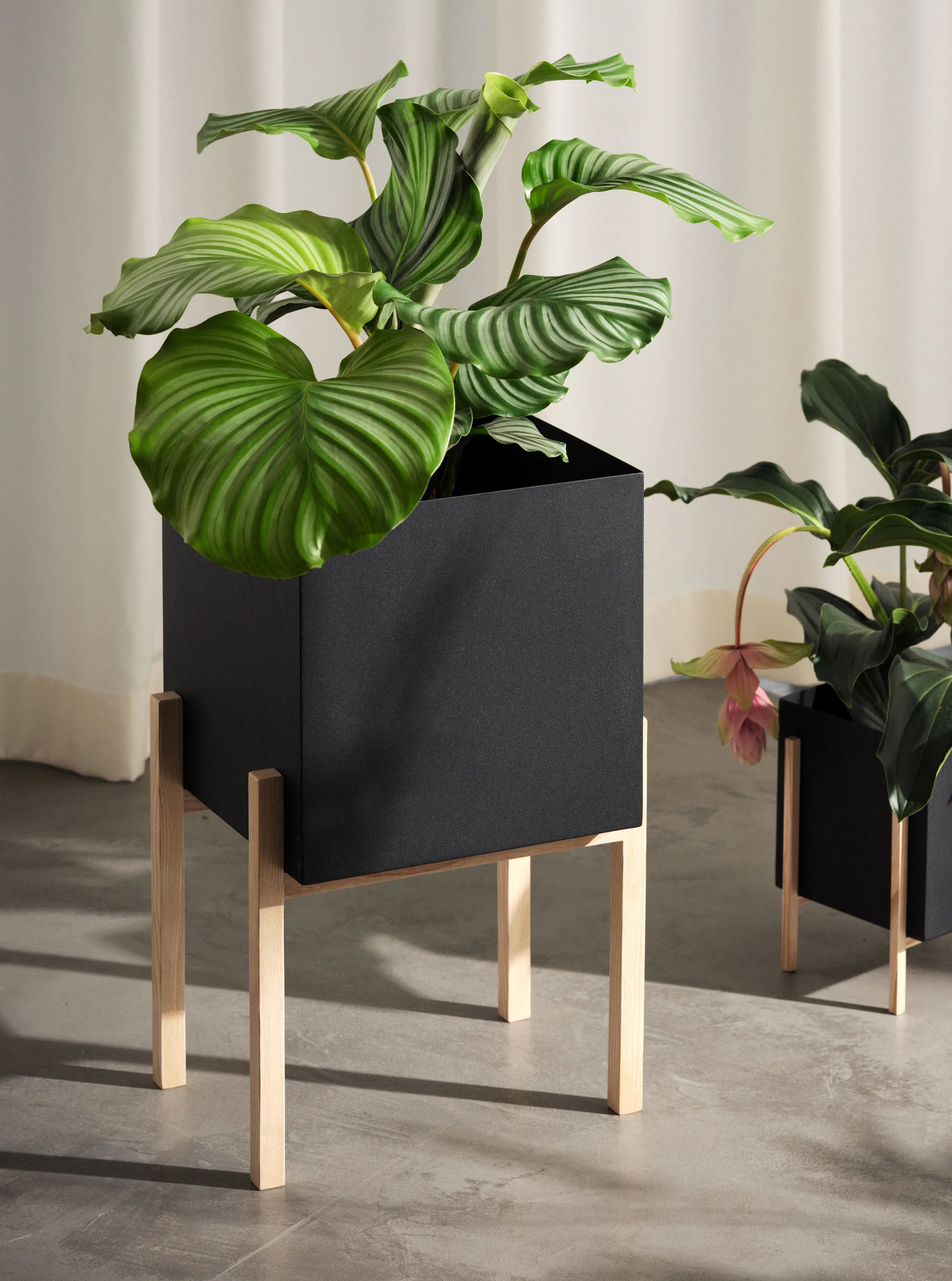 Botanic pedestal Blumentopf, Schwarz-Esche Design House Stockholm
