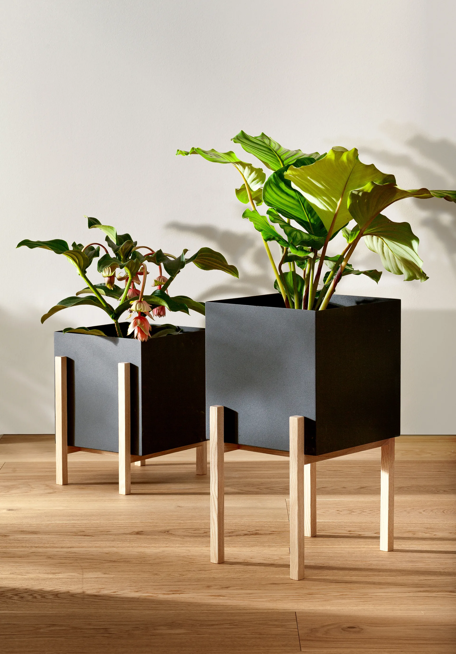 Botanic pedestal Blumentopf, Schwarz-Esche Design House Stockholm