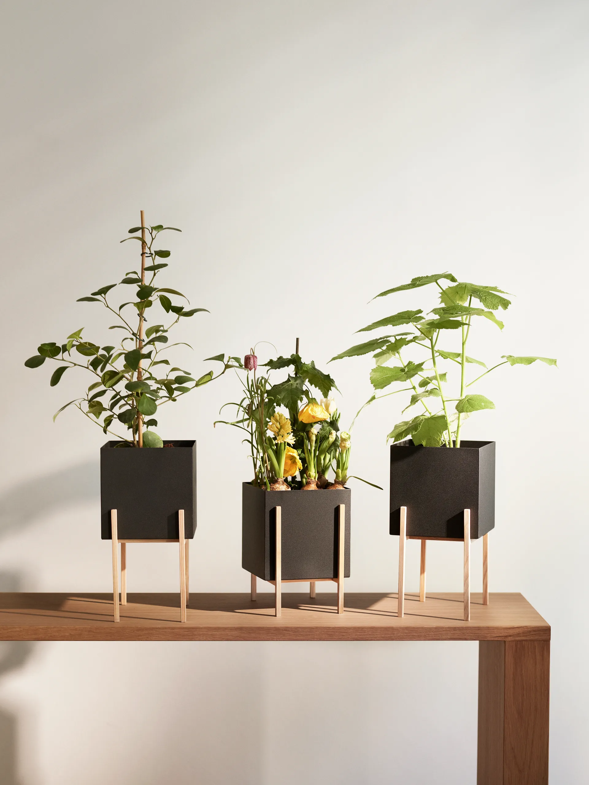 Botanic pedestal Blumentopf, Schwarz-Esche Design House Stockholm