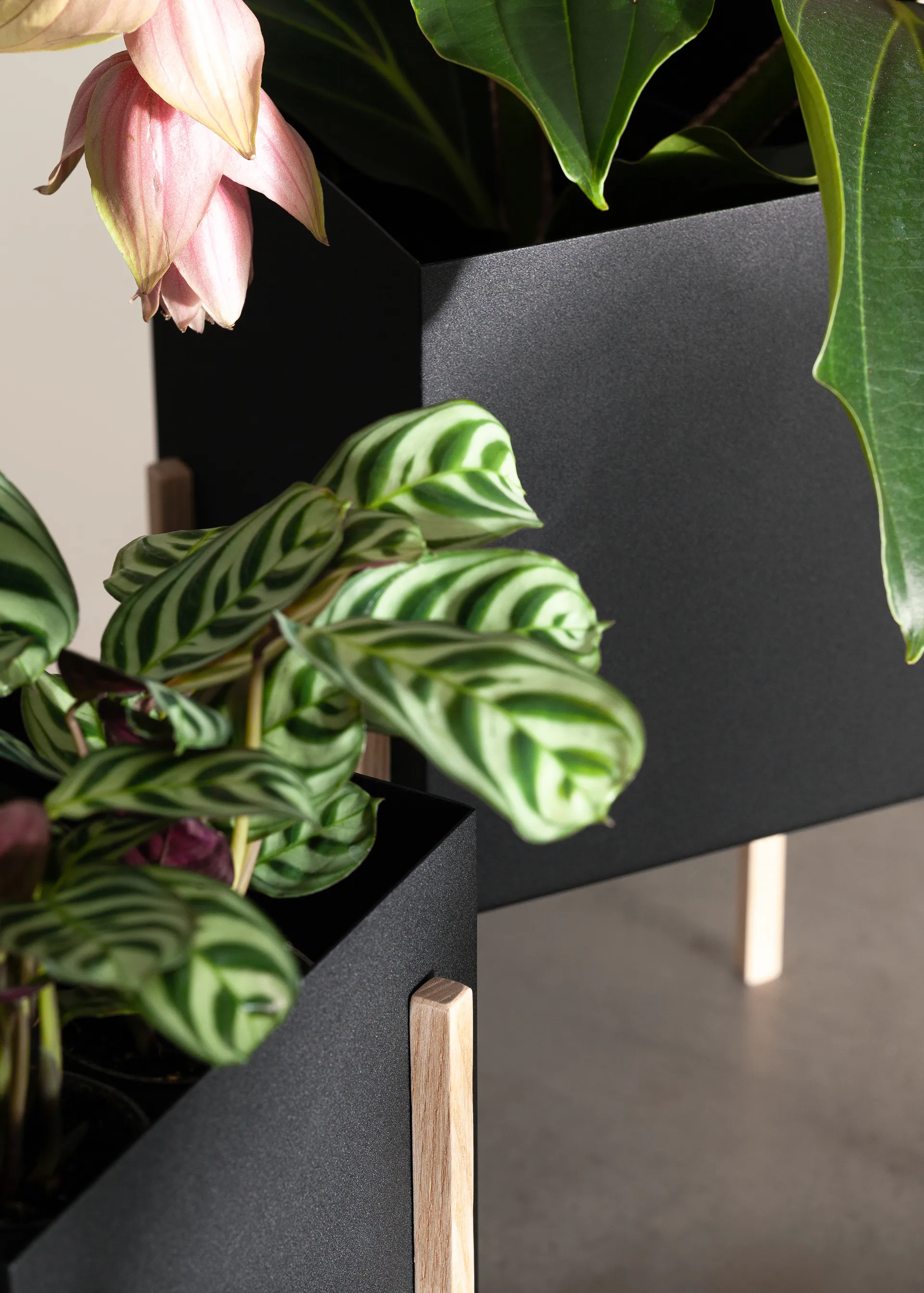 Botanic pot Blumentopf, Schwarz-Esche Design House Stockholm
