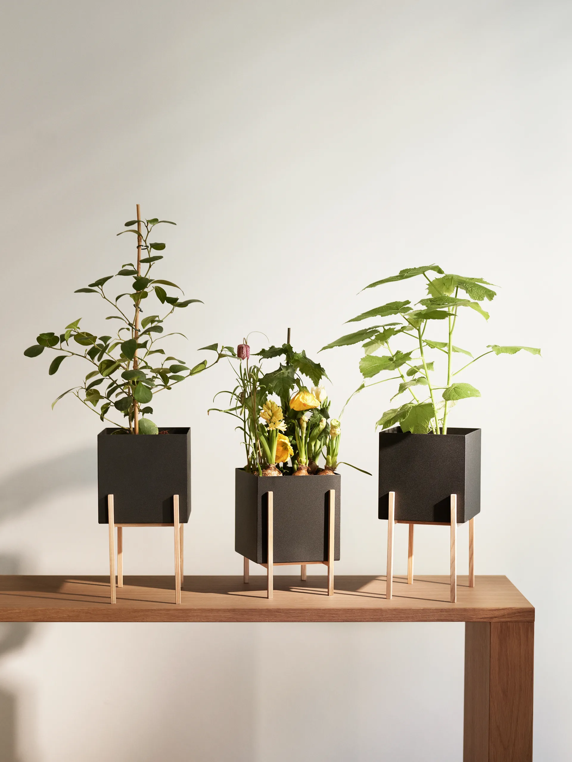 Botanic pot Blumentopf, Schwarz-Esche Design House Stockholm