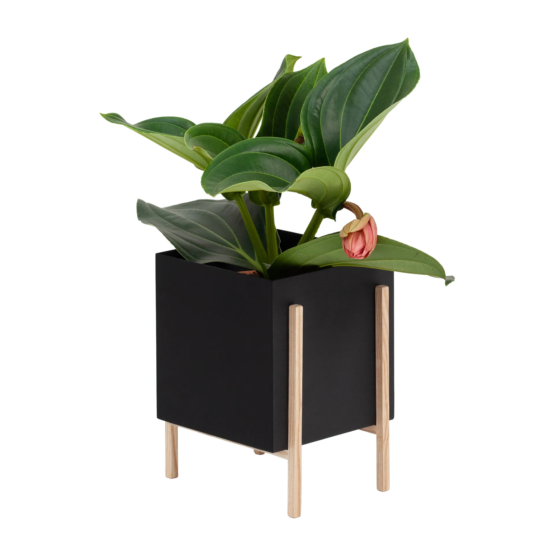 Botanic pot Blumentopf, Schwarz-Esche Design House Stockholm