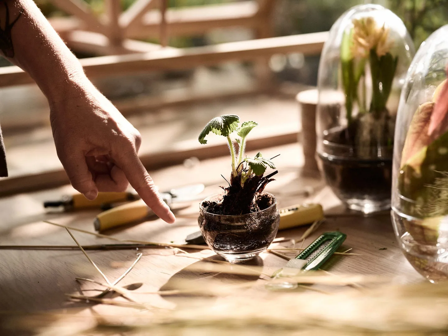 Grow Mini-Gewächshaus, Klein ø8 cm Design House Stockholm