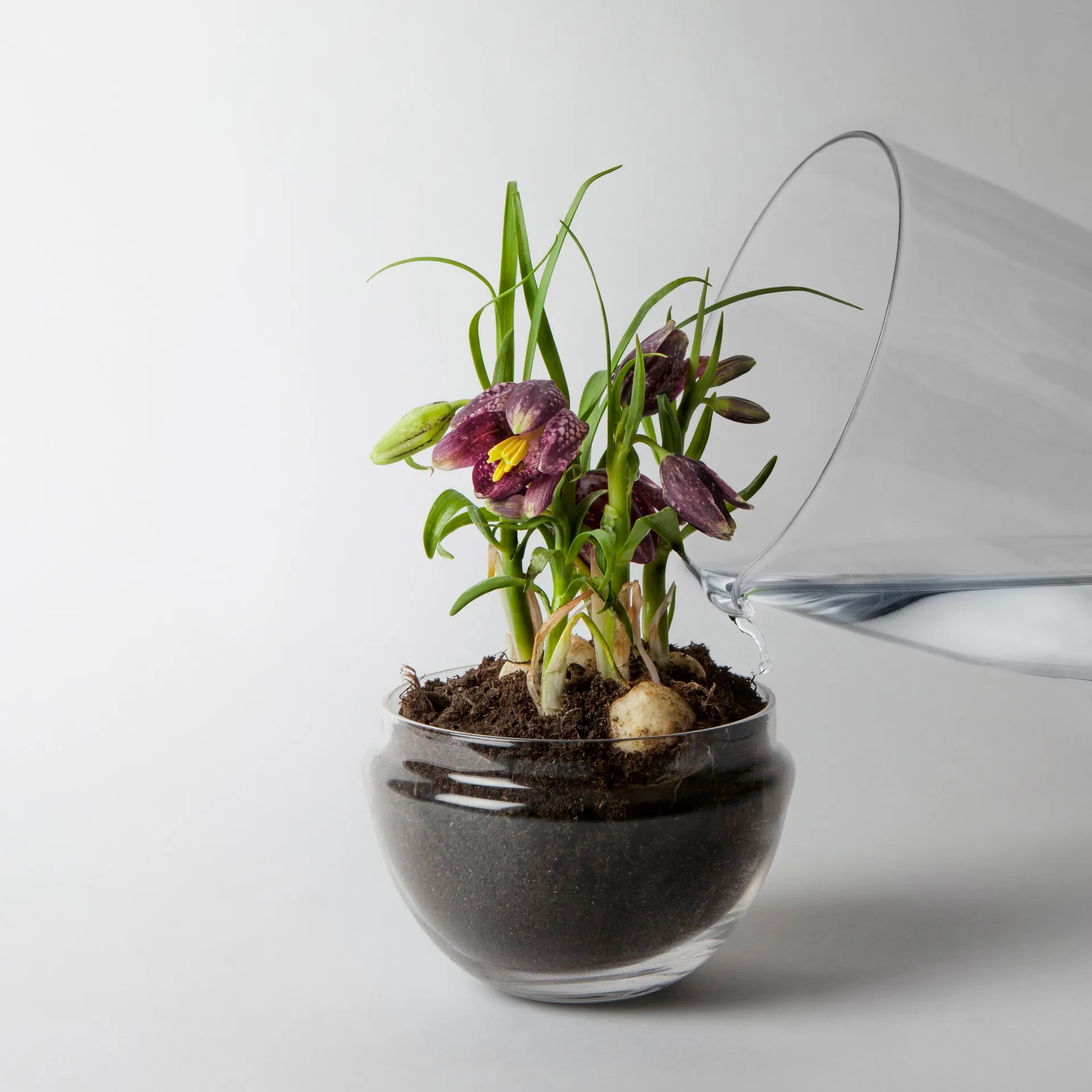 Grow Mini-Gewächshaus, Medium ø11 cm Design House Stockholm