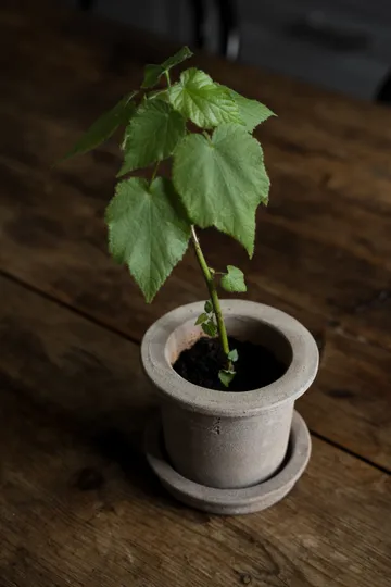 Ernst Terrakotta-Topf mit Untersetzer - Ø12x10 cm - ERNST