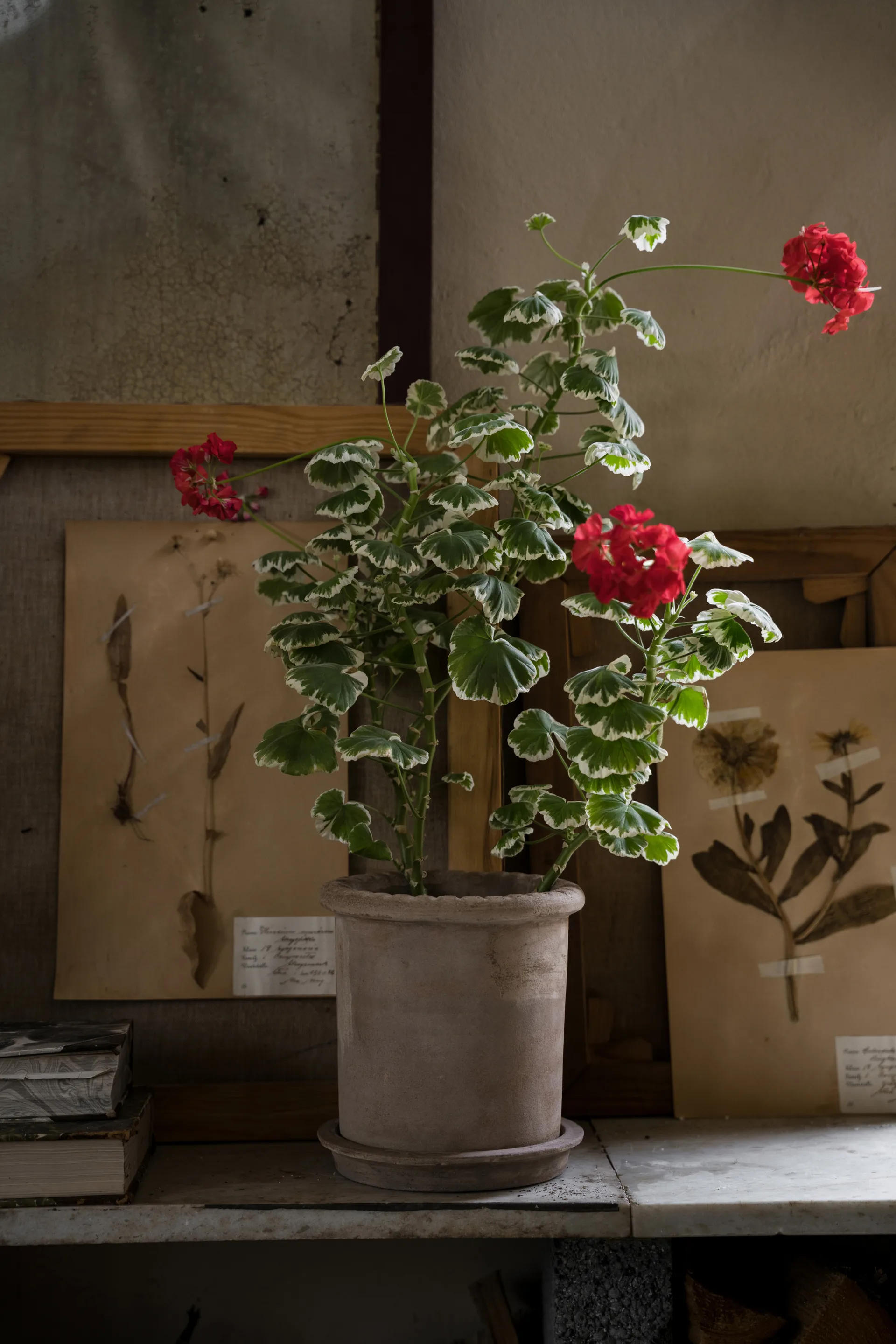 Ernst Terrakotta-Topf mit Untersetzer, Ø20×20 cm ERNST