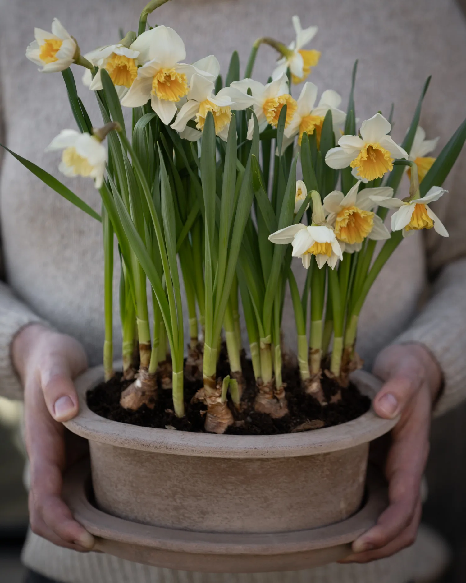 Ernst Terrakotta Topf oval 2 Teile, Braun ERNST