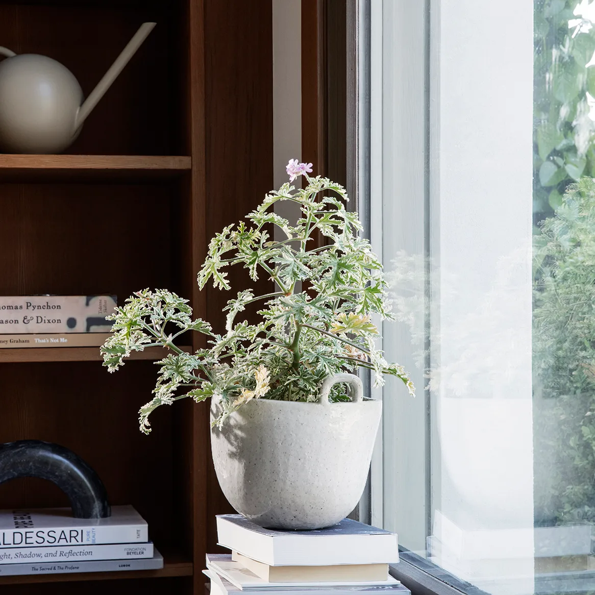 Speckle Blumentopf 30 cm | Ferm Living  NordicNest.de