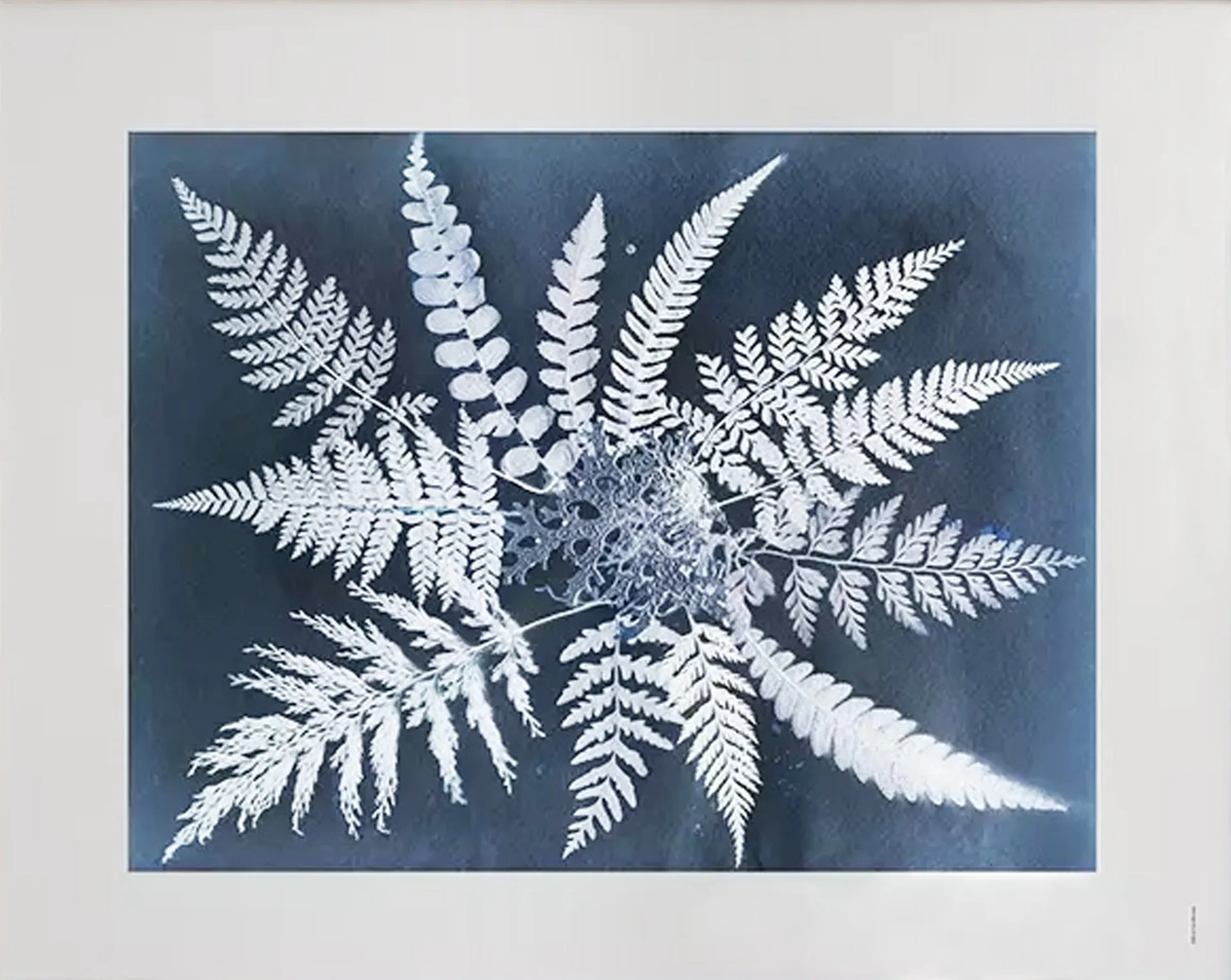 Fern star Poster, 40 x 50cm Fine Little Day