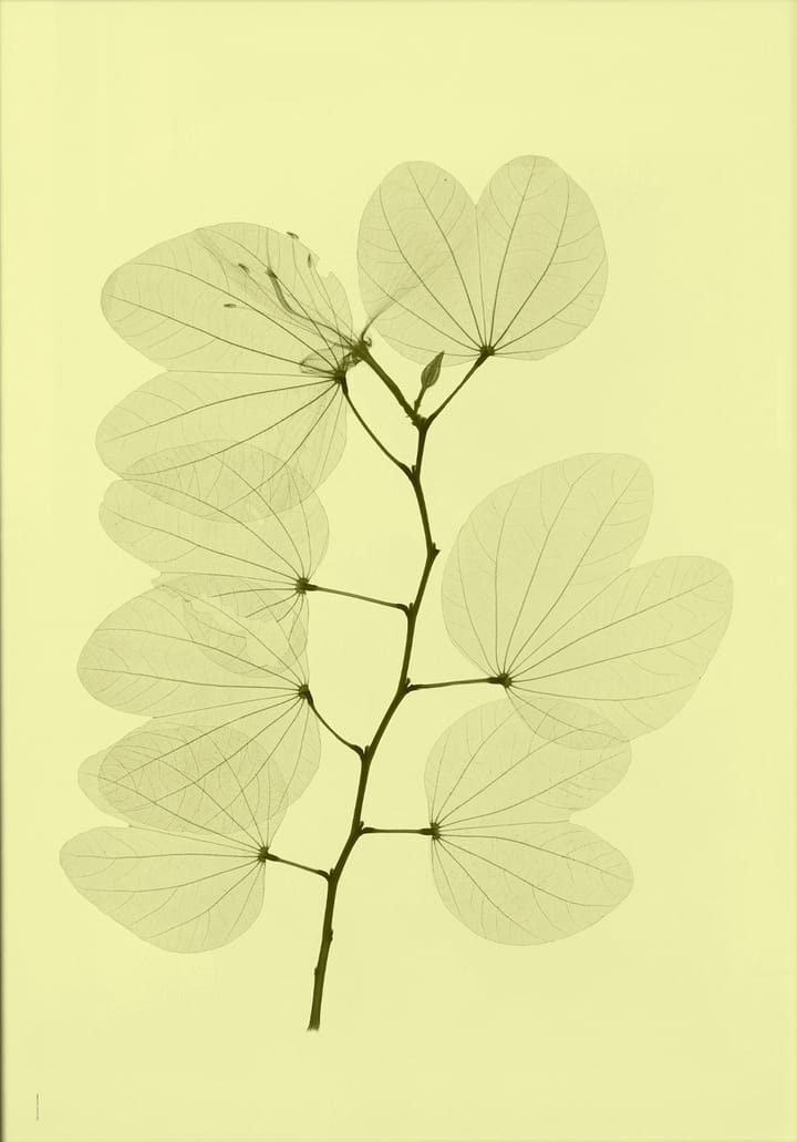 Orkidebauhinia Poster - 70 x 100cm - Fine Little Day