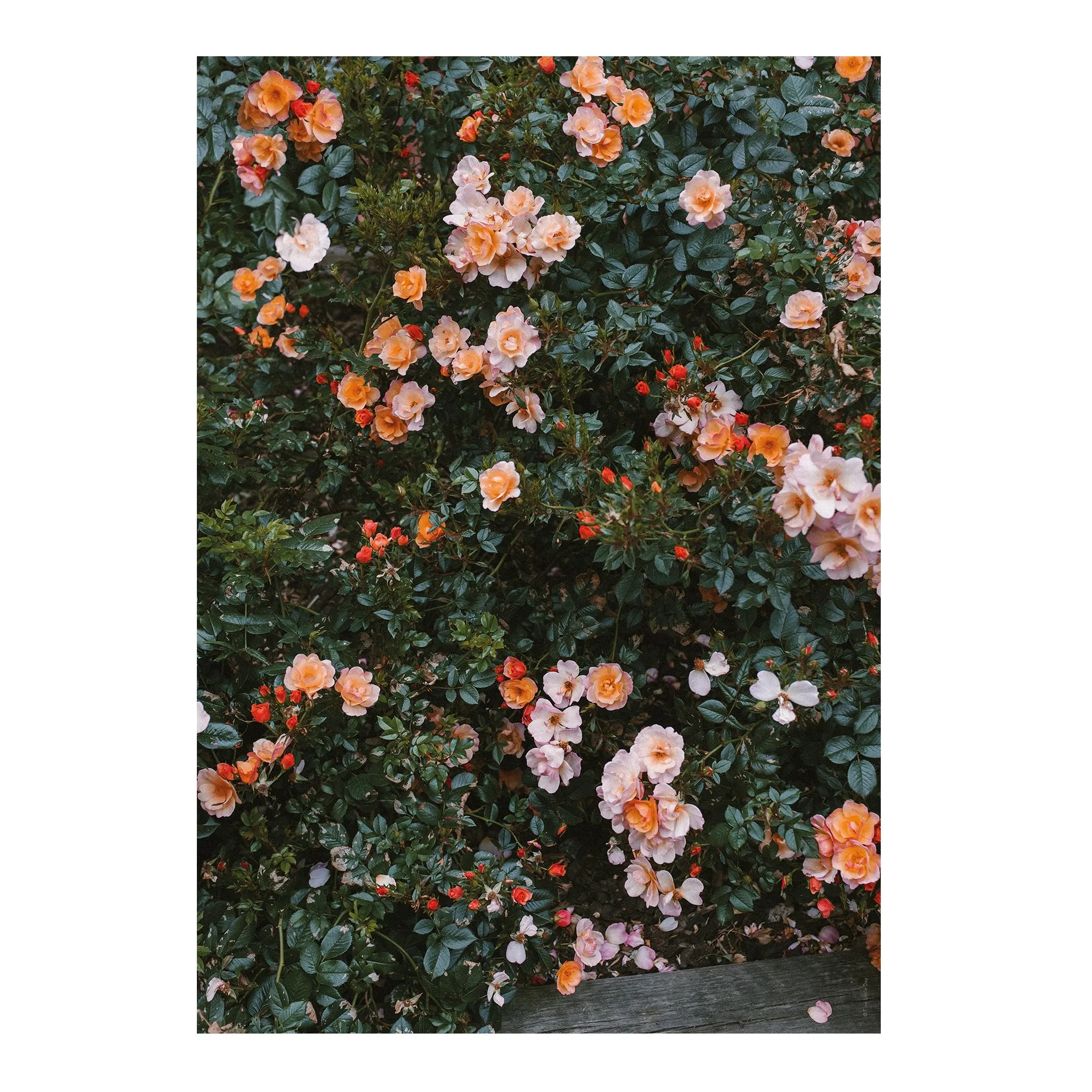 Rose Poster | Fine Little Day → NordicNest.de