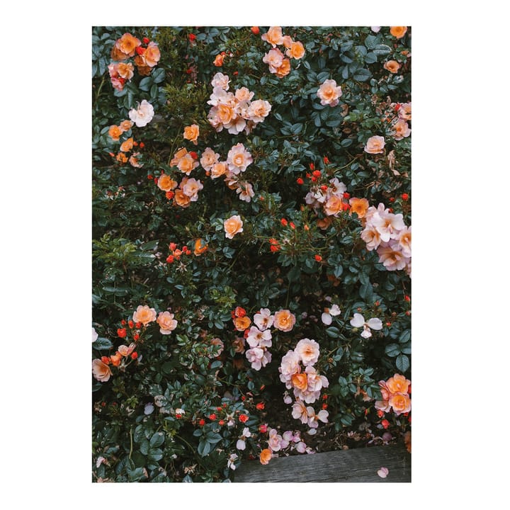 Rose Poster - 70 x 100cm - Fine Little Day