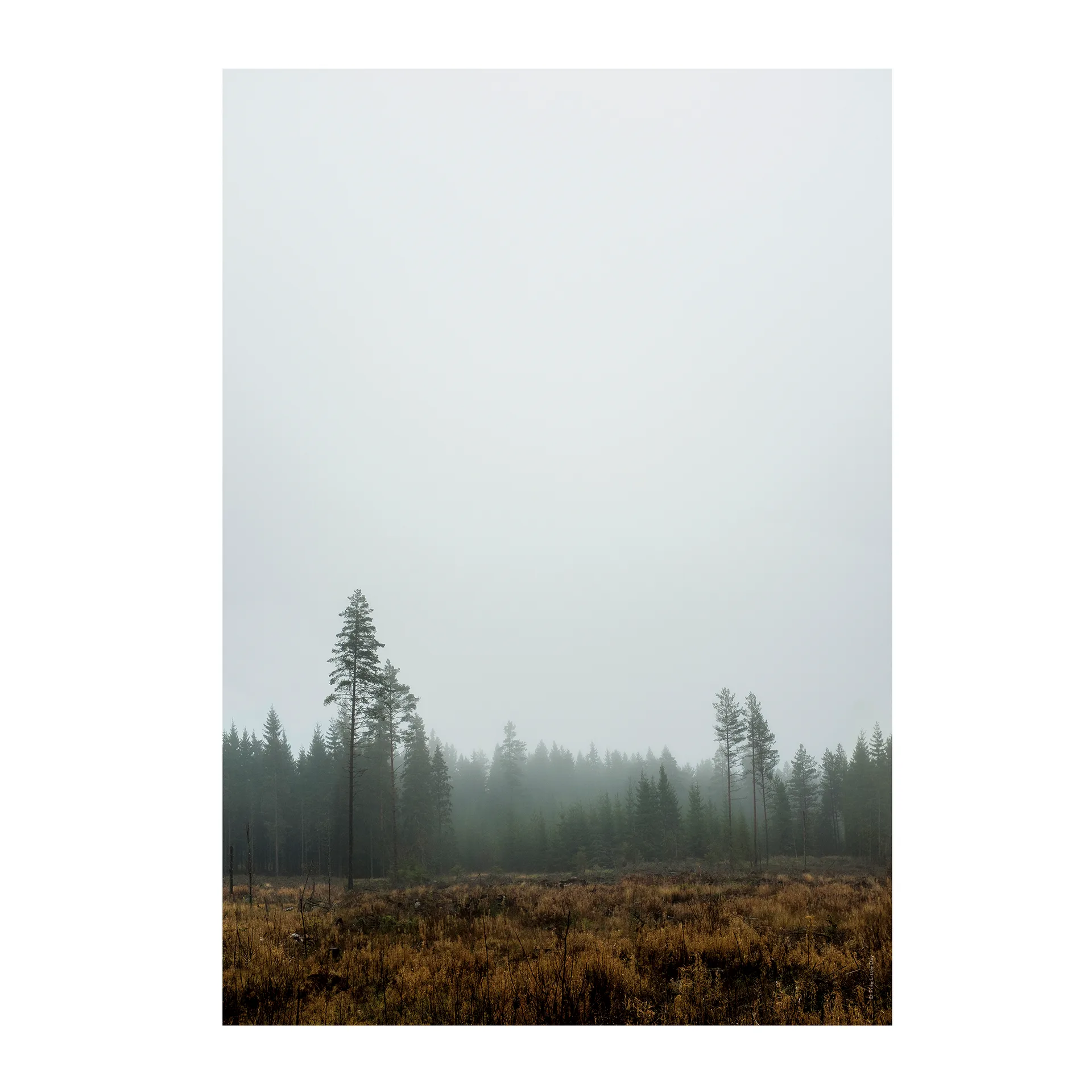 Skog Poster, 70 x 100cm Fine Little Day