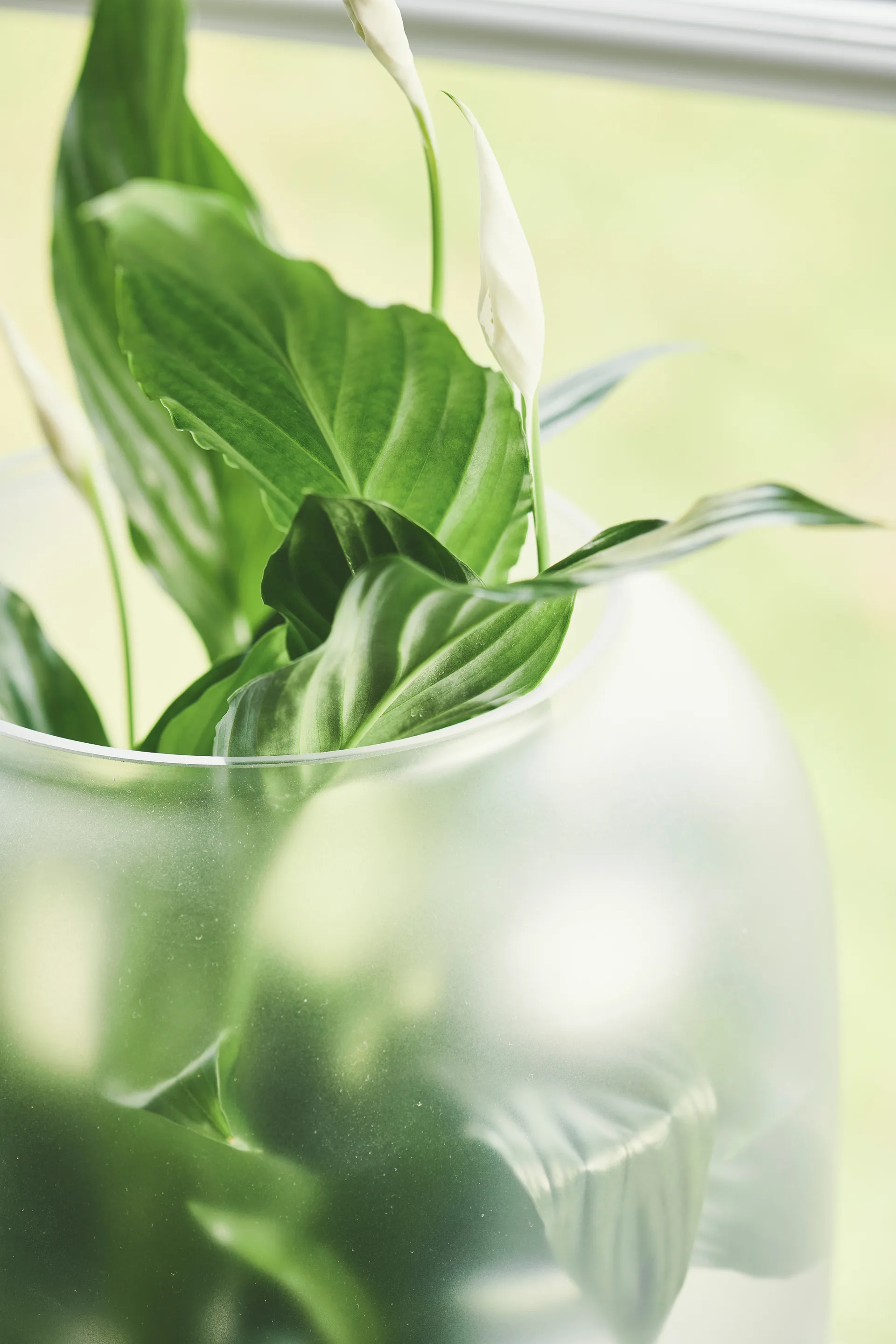 Nebl Blumentopf mit gefrostetem Glas Ø26cm, Schwarz Gejst