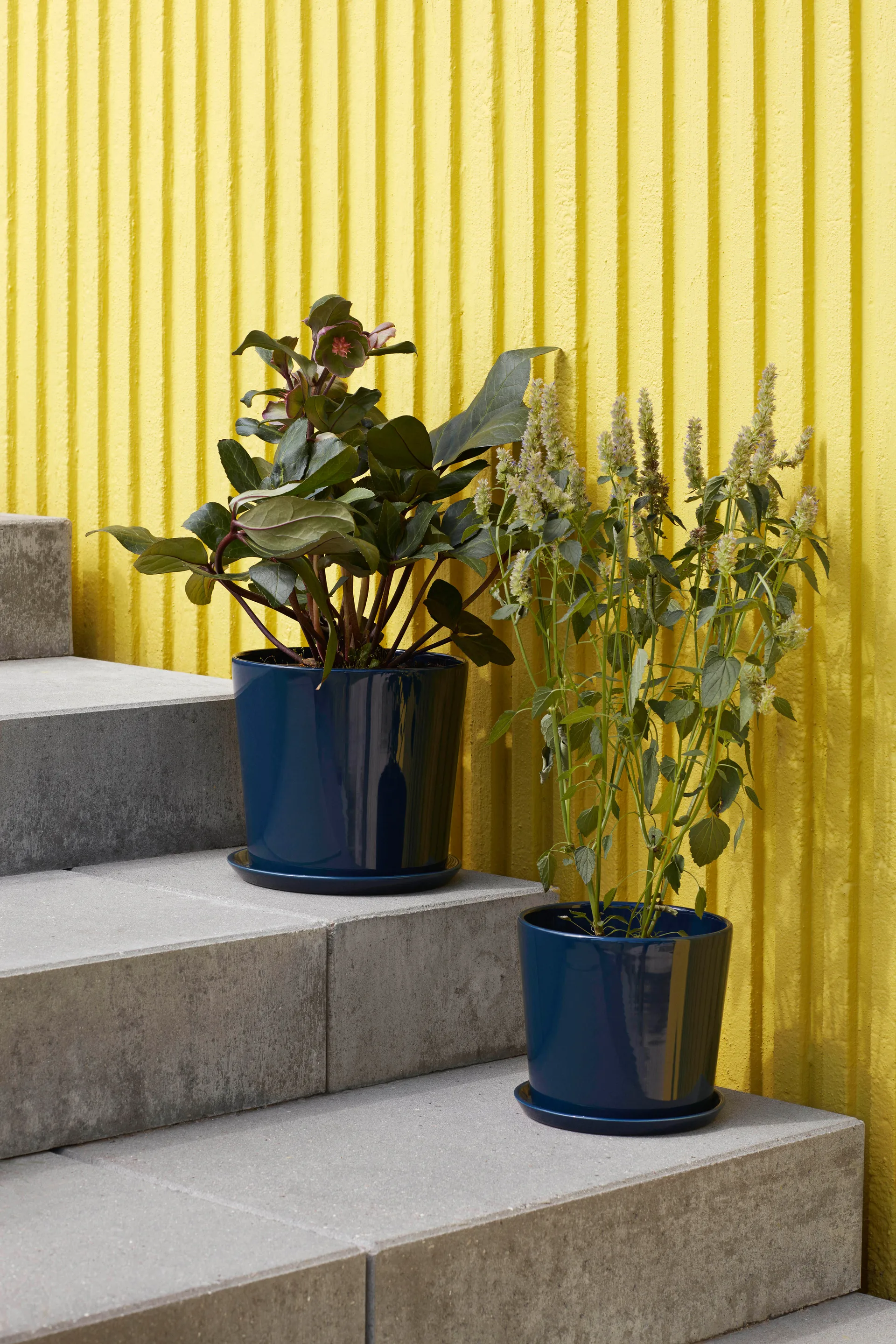 Botanical Family Blumentopf L Ø18cm, Dark blue HAY