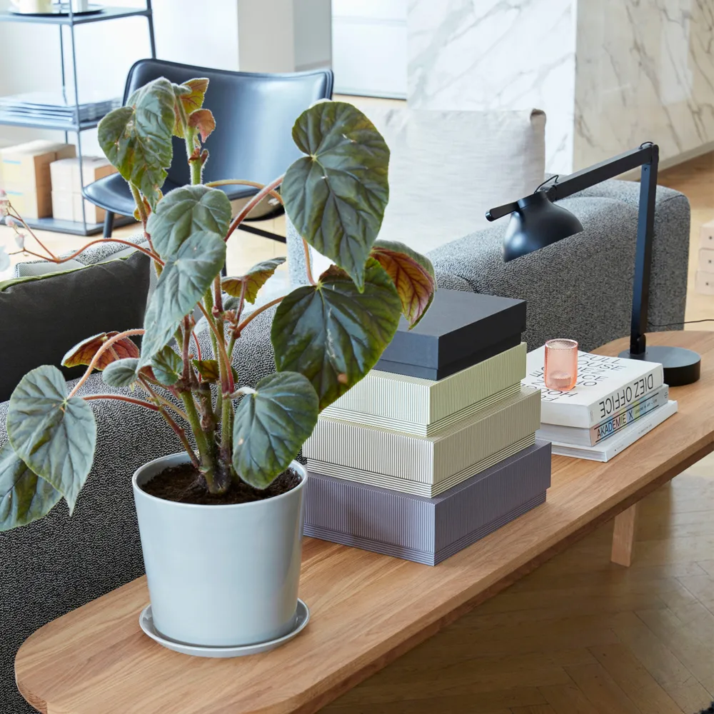 PC Schreibtischleuchte, Ash grey, mit Lampenfuß HAY