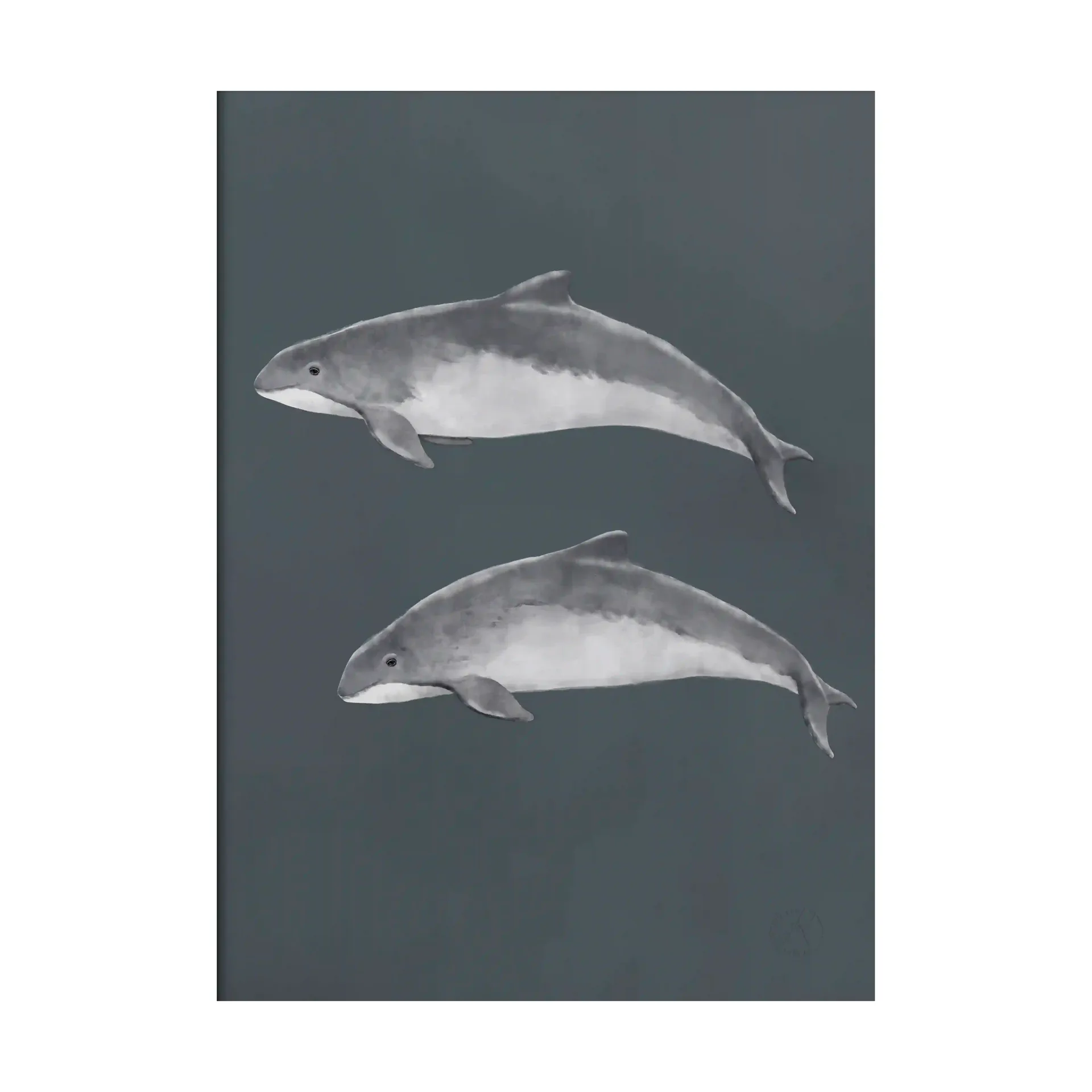 Ostseeschweinswal Poster, 30x40 cm Kunskapstavlan®