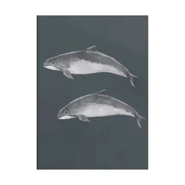 Ostseeschweinswal Poster - 30x40 cm - Kunskapstavlan®