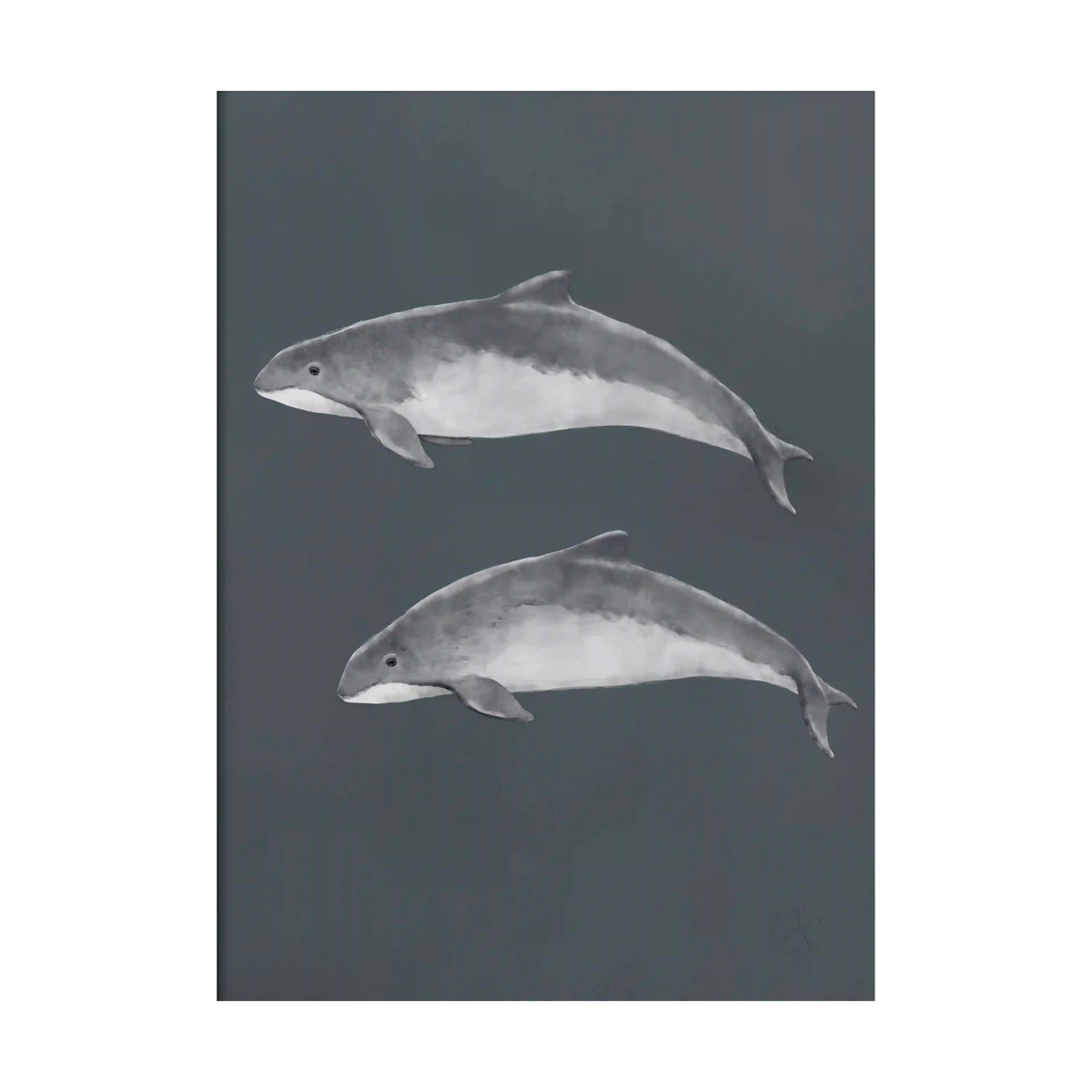 Kunskapstavlan® Ostseeschweinswal Poster 30x40 cm