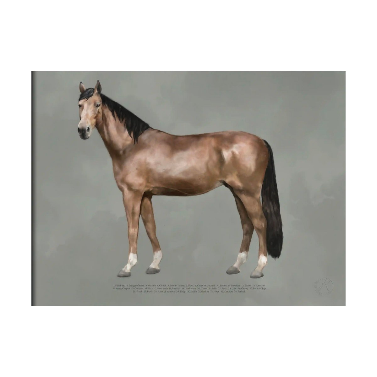 Kunskapstavlan® The anatomy of the horse Poster 30x40 cm