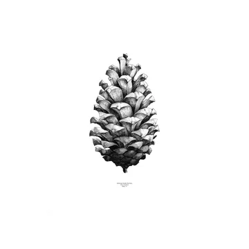 1:1 Pine Cone Poster - Weiß, 50 x 70cm - Paper Collective
