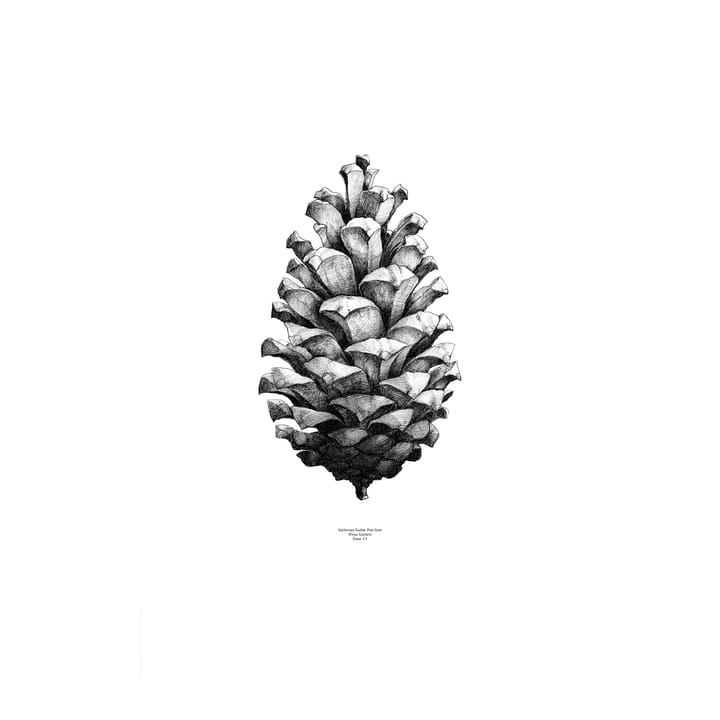 1:1 Pine Cone Poster - Weiß, 50 x 70cm - Paper Collective