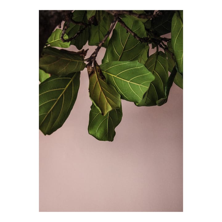 Green Leaves Poster - 50 x 70cm - Paper Collective
