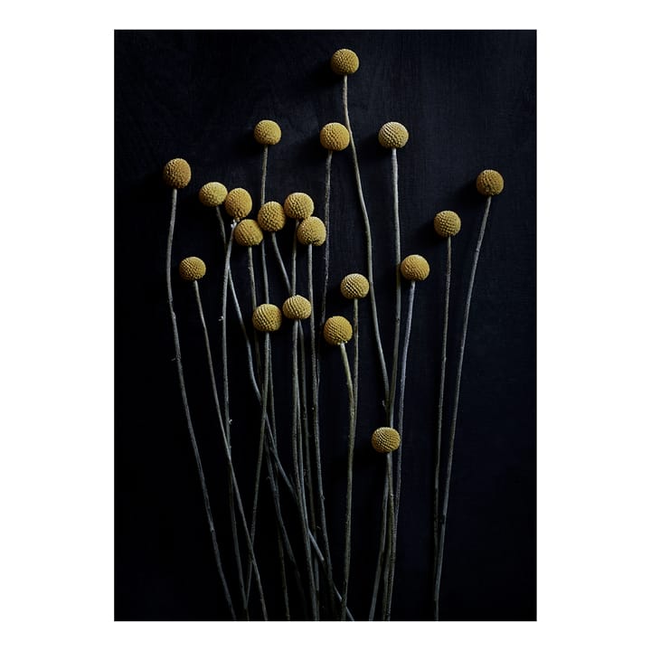Still Life 01 Yellow Drumsticks Poster - 30 x 40cm - Paper Collective