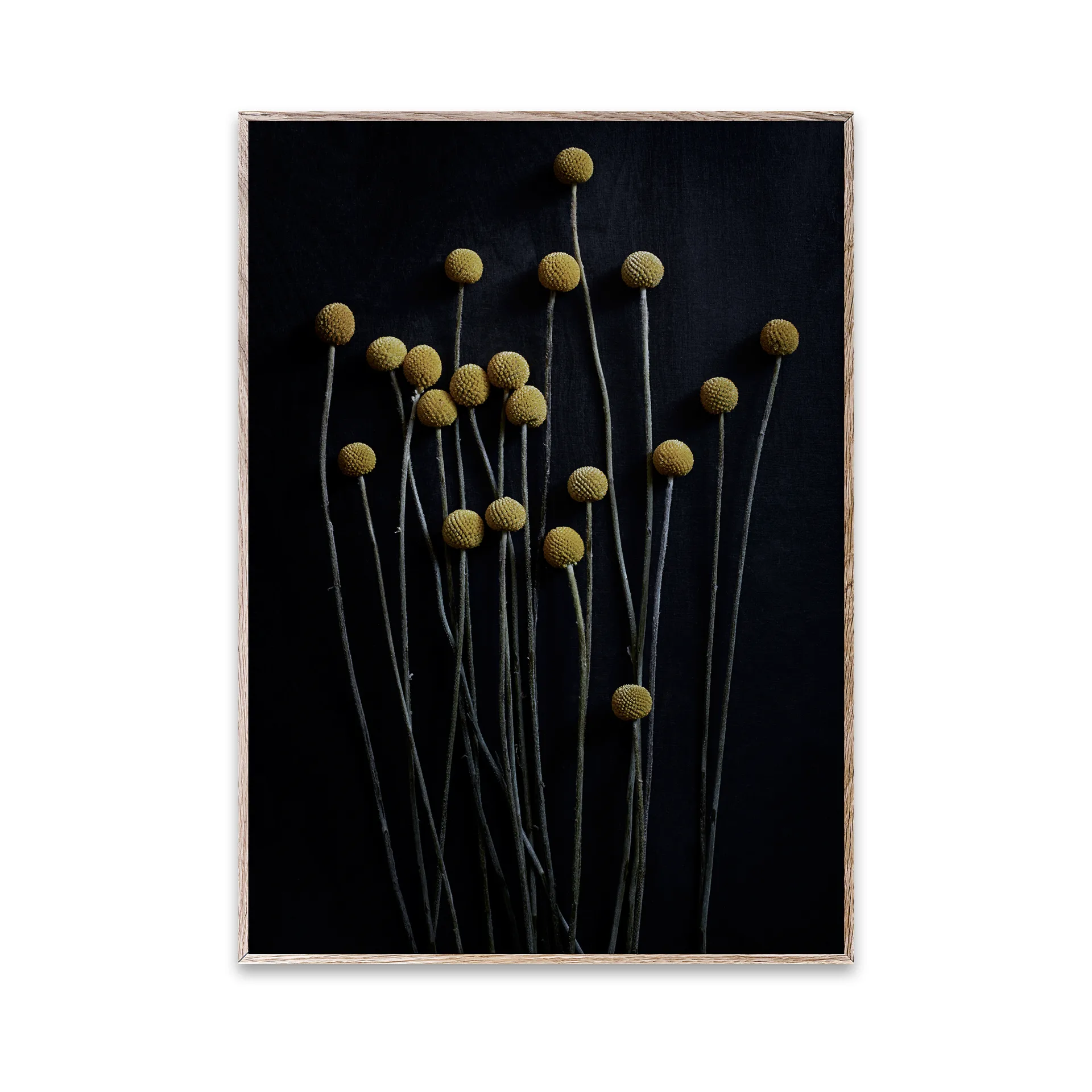 Still Life 01 Yellow Drumsticks Poster, 30 x 40cm Paper Collective