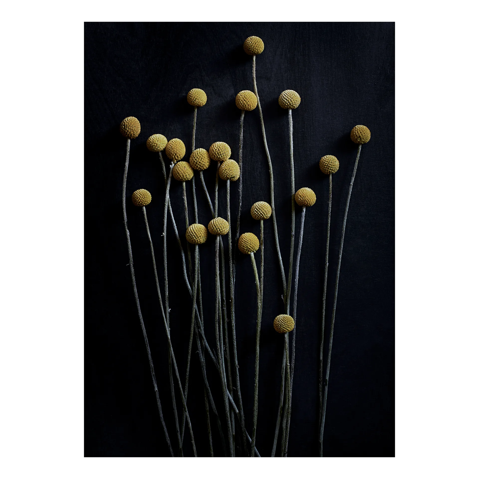 Still Life 01 Yellow Drumsticks Poster, 30 x 40cm Paper Collective