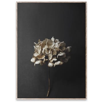 Still Life 04 Hydrangea Poster - 50 x 70cm - Paper Collective