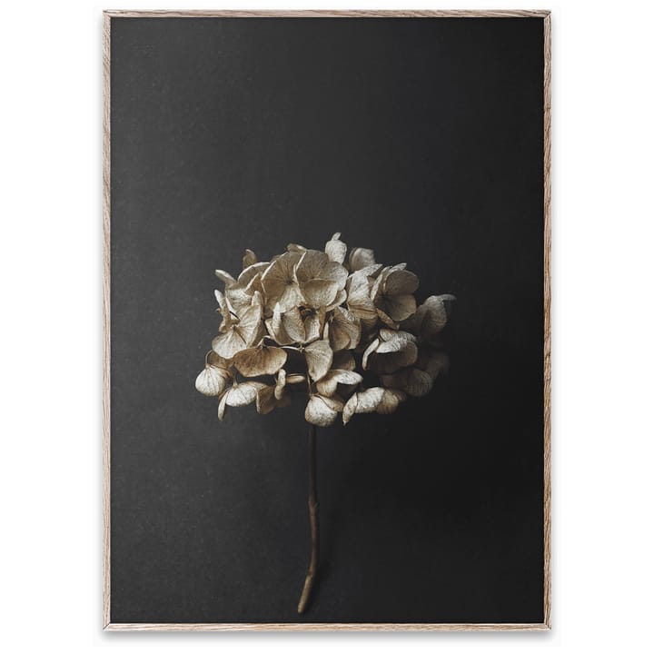 Still Life 04 Hydrangea Poster - 50 x 70cm - Paper Collective