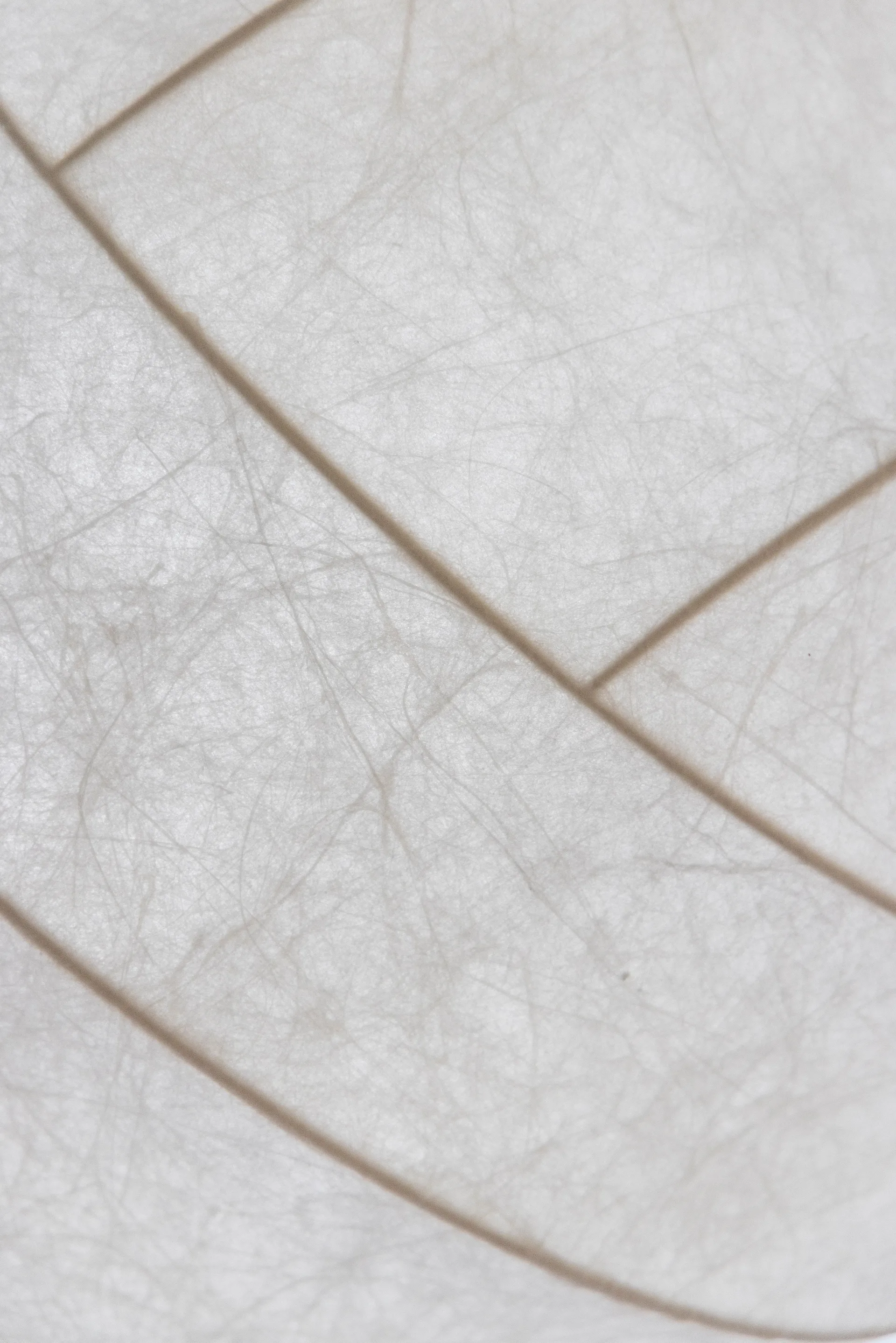 Turner 80 Pendelleuchte, Weiß Pholc