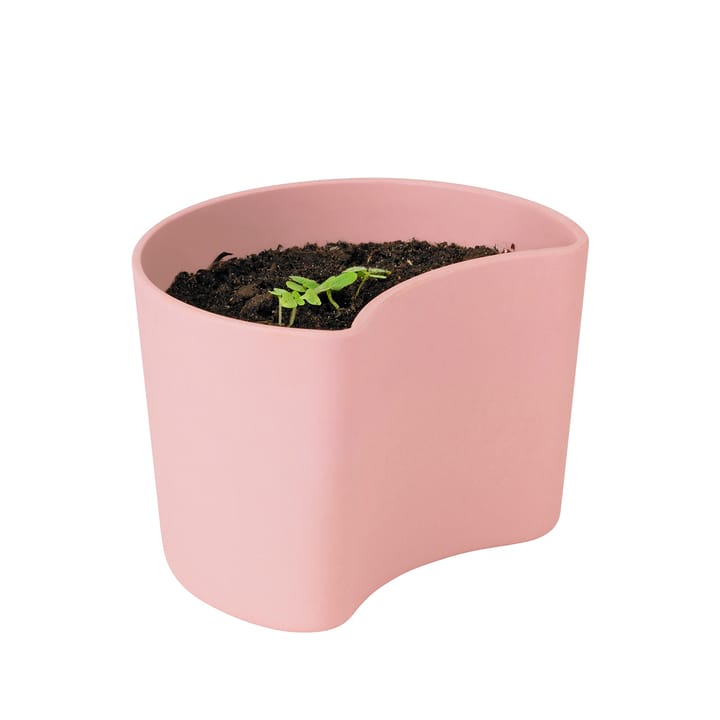 YOUR TREE Blumentopf mit Samen - Rosa (Birke) - RIG-TIG