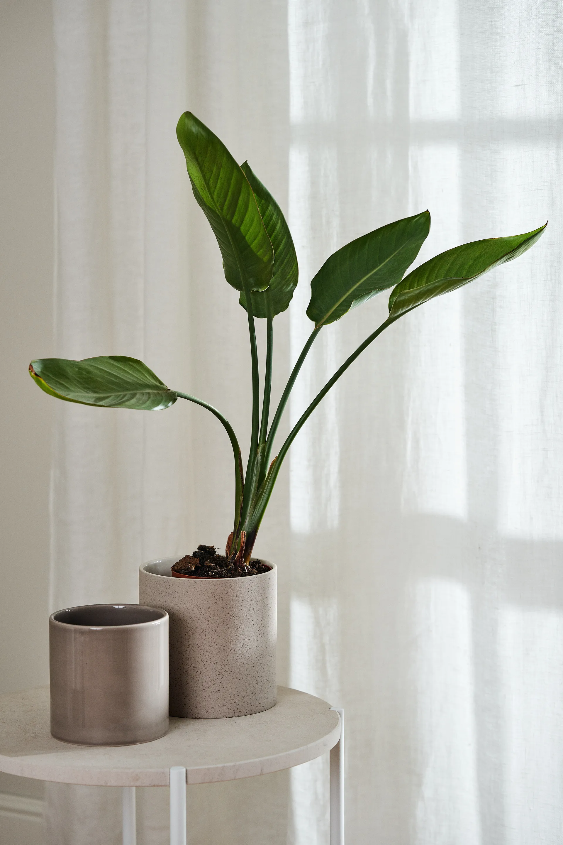 Tranquility Gardine mit Multiband 139 x 250cm, Weiß Scandi Living